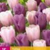 Tulpe Macaron Mix (15 Stück) | Tulpenzwiebeln Von Jub Holland -Angebote Samen Zauber Store 559958 Tulpe Macaron Mix 15 Stueck 322490 jb 0