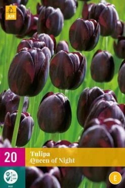 Tulpe Queen Of Night (20 Stück) | Tulpenzwiebeln Von Jub Holland