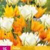 Tulpe Sunbath (15 Stück) | Tulpenzwiebeln Von Jub Holland -Angebote Samen Zauber Store 559968 Tulpe Sunbath 15 Stueck 322686 jb 0