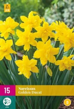 Narzisse Golden Ducat (15 Stück) | Narzissenzwiebeln Von Jub Holland