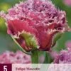 Tulpe Mascotte (5 Stück) | Tulpenzwiebeln Von Jub Holland -Angebote Samen Zauber Store 560093 Tulpe Mascotte 5 Stueck 314100 jb 0
