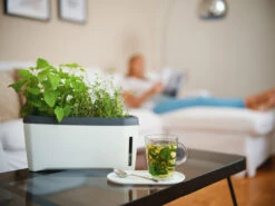 HARRY HERBS Kräutertopf Weiß | Kräutertöpfe Von Gusta Garden -Angebote Samen Zauber Store 560336 HARRY HERBS weiss 102B10 gg 7