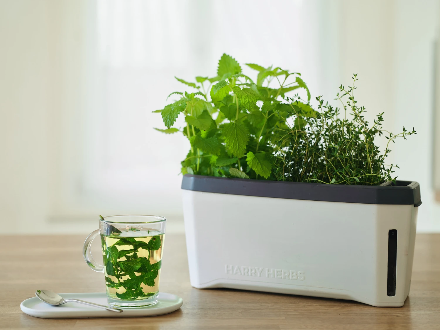 HARRY HERBS Weiß Ohne Haube | Kräutertöpfe Von Gusta Garden 7 HARRY HERBS Weiß Ohne Haube | Kräutertöpfe Von Gusta Garden – Bild 6
