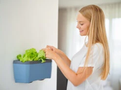 HARRY HERBS Kräutertopf Blau | Kräutertöpfe Von Gusta Garden -Angebote Samen Zauber Store 560340 HARRY HERBS blau 104B10 gg 3