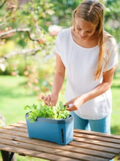 HARRY HERBS Kräutertopf Blau | Kräutertöpfe Von Gusta Garden -Angebote Samen Zauber Store 560340 HARRY HERBS blau 104B10 gg 4