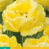 Tulpe Avant Garde (7 Stück) | Gefüllte Tulpen Von Jub Holland -Angebote Samen Zauber Store 561635 Tulpe Avant Garde 7 Stueck 301405 jb 0