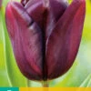Tulpe Continental (7 Stück) | Triumph-Tulpen Von Jub Holland -Angebote Samen Zauber Store 561637 Tulpe Continental 7 Stueck 301633 jb 0