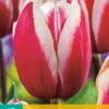 Tulpe Guus Papendrecht (10 Stück) | Triumph-Tulpen Von Jub Holland -Angebote Samen Zauber Store 561638 Tulpe Guus Papendrecht 10 Stueck 301730 jb 0