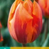 Tulpe Hermitage (7 Stück) | Triumph-Tulpen Von Jub Holland -Angebote Samen Zauber Store 561639 Tulpe Hermitage 7 Stueck 301765 jb 0
