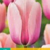 Tulpe Salmon Impression (10 Stück) | Darwin-Hybrid-Tulpen Von Jub Holland -Angebote Samen Zauber Store 561642 Tulpe Salmon Impression 10 Stueck 302360 jb 0