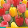 Tulpen Mischung (10 Stück) | Darwin-Hybrid-Tulpen Von Jub Holland