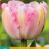 Tulpe Finola (7 Stück) | Gefüllte Tulpen Von Jub Holland -Angebote Samen Zauber Store 561646 Tulpe Finola 7 Stueck 304070 jb 0