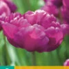 Tulpe Mariola (7 Stück) | Gefüllte Tulpen Von Jub Holland -Angebote Samen Zauber Store 561647 Tulpe Mariola 7 Stueck 304110 jb 0