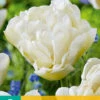 Tulpe Northcap (7 Stück) | Gefüllte Tulpen Von Jub Holland -Angebote Samen Zauber Store 561648 Tulpe Northcap 7 Stueck 304130 jb 0