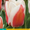 Tulpe Willem Van Den Akker (7 Stück) | Greigii-Tulpen Von Jub Holland -Angebote Samen Zauber Store 561649 Tulpe Willem Van Den Akker 7 Stueck 304635 jb 0