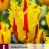 Tulpe Phantom (5 Stück) | Tulpenzwiebeln Von Jub Holland