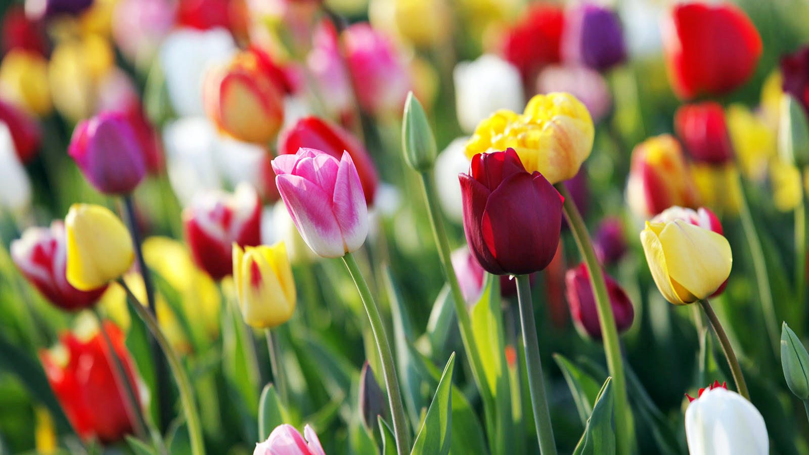 Angebote Samen Zauber Store -Angebote Samen Zauber Store Blumenzwiebeln Fruehjahr