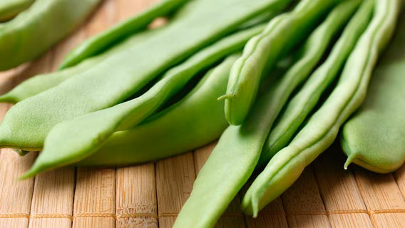 Angebote Samen Zauber Store -Angebote Samen Zauber Store stangenbohnen104 v contentgross